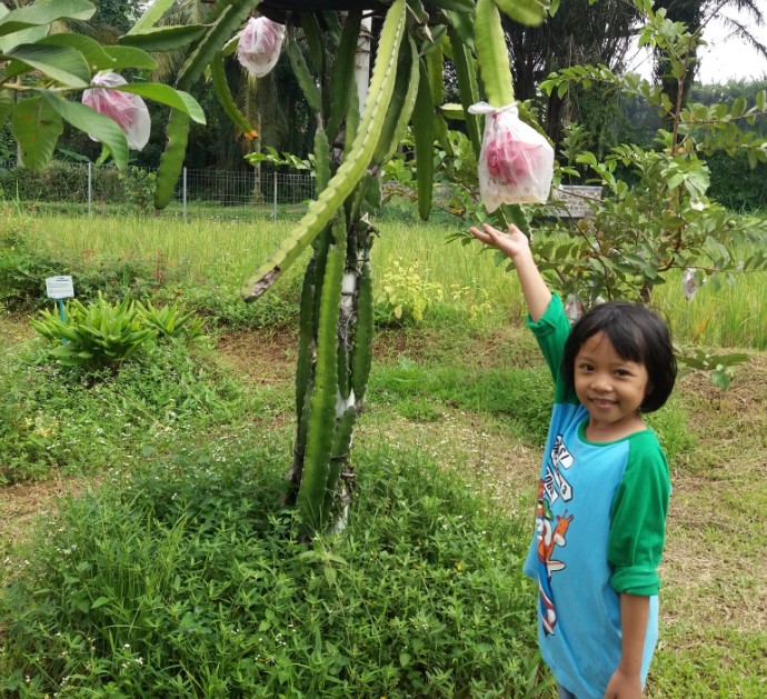 Kebun Wisata Ilmiah Sunarya, 1. Taman Sempur, 2. Taman Heulang, 3. Taman Kencana, 4. Taman Corat Coret, 5. Taman Meksiko, 6. Taman Peranginan, 7. Taman Kaulinan, 8. Taman Buah Mekarsari, 9. Taman Air Mancur, 10. Taman Cipaku, 11. Lapangan Kresna, 12. Taman Ekspresi, 13. Kebun Wisata Ilmiah