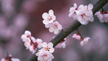 Bunga Sakura