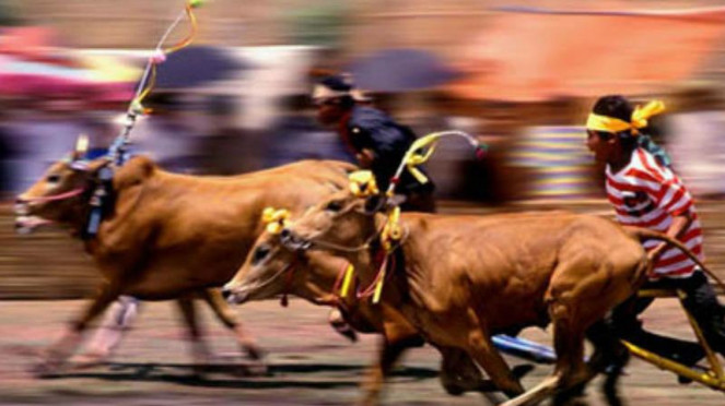 Karapan Sapi
