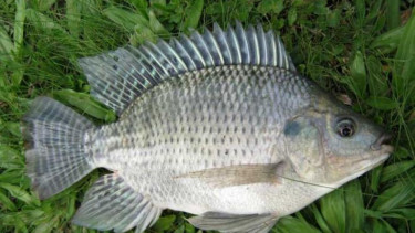 Ikan nila.
