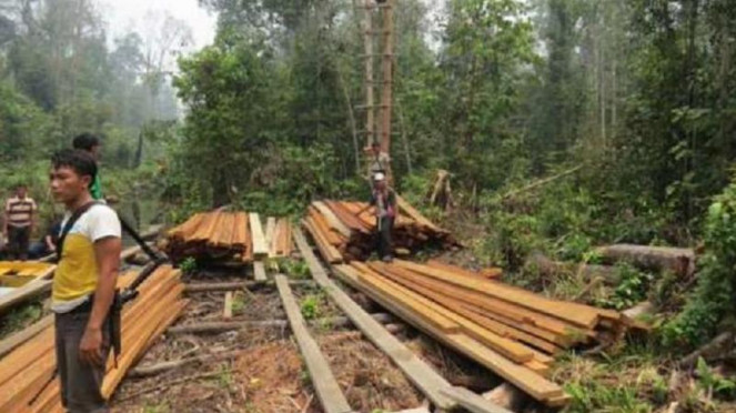 Ilustrasi/Aktivitas pencurian kayu di hutan.