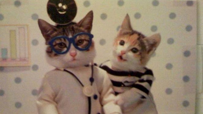 kucing lucu