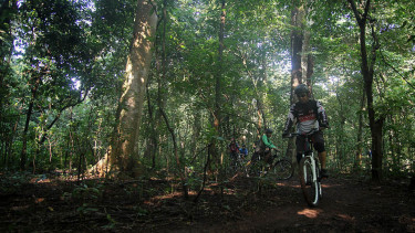 Ilustrasi hutan.