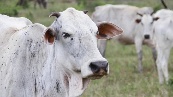 Ilustrasi sapi.