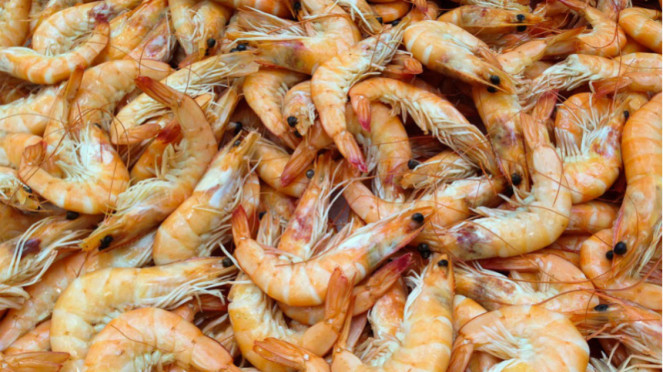 Ilustrasi udang.