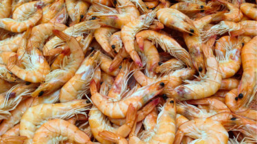 Ilustrasi udang.