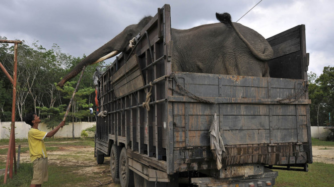 Relokasi Gajah Sumatera