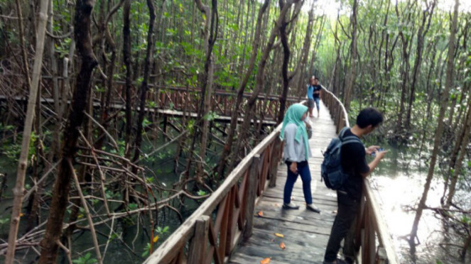 Ilustrasi mangrove.