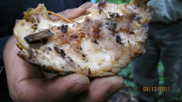 Sisa makanan.