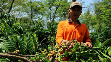 Ilustrasi/Petani.