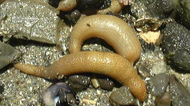 Spesies cacing kacang atau sipuncula