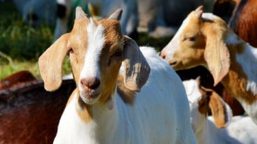 Ilustrasi kambing.