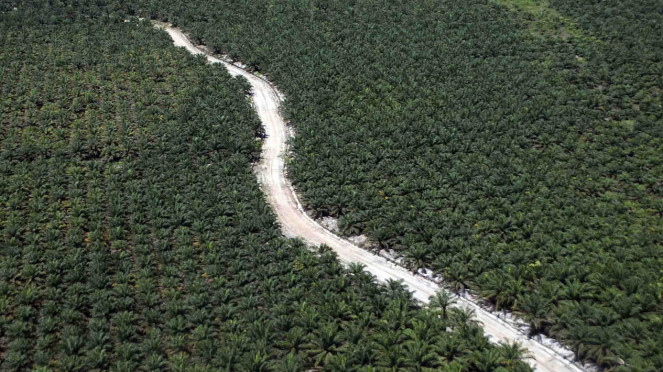 Sorot Kelapa Sawit - Kebun - Perkebunan - Lahan - Hutan