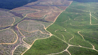 Sorot Kelapa Sawit - Kebun - Perkebunan - Lahan - Hutan