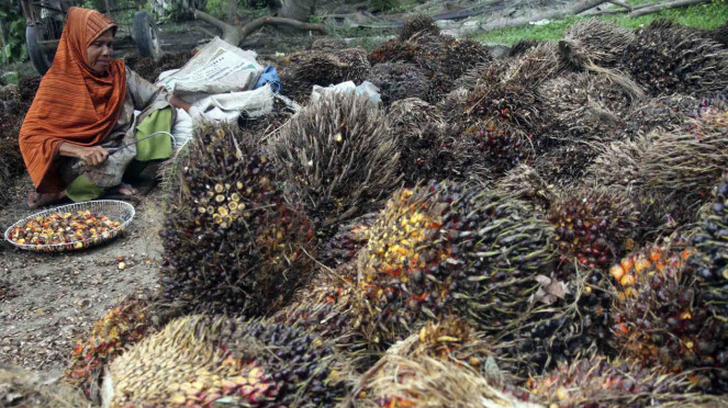 Ilustrasi perkebunan kelapa sawit.