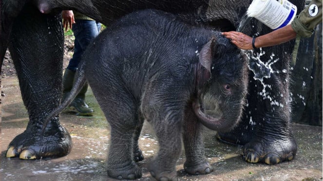 Kelahiran Bayi Gajah Tesso Nilo