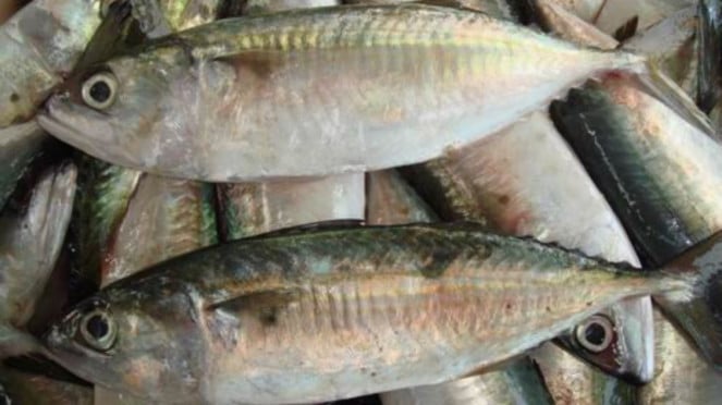 Ikan kembung.