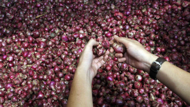 Ilustrasi bawang merah.