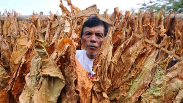 Petani menjemur daun tembakau di Sidomulyo, Senden, Selo, Boyolali, Jawa Tengah.