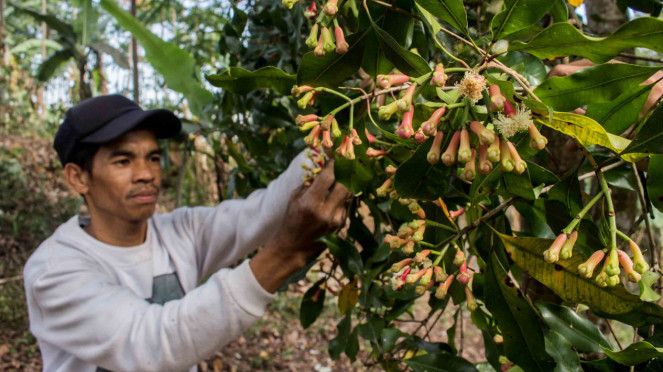 Petani memanen cengkih saat panen raya di Desa Mekarmanik, Kabupaten Bandung