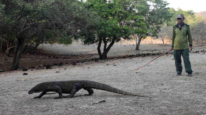 Berwisata ke Pulau Rinca, Kawasan Taman Nasional Komodo, NTT, Pulau Padar di Taman Nasional Komodo, Keunikan Alam dan Satwa Liar yang Menakjubkan, Pariwisata Berkelanjutan dan Konservasi, Daya Tarik Utama, Tips Berkunjung