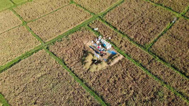 Ilustrasi sawah.
