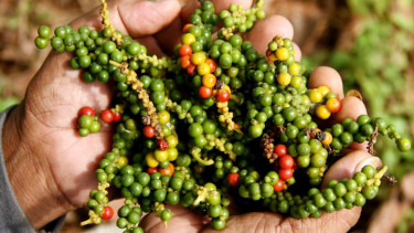 Petani memperlihatka biji lada.