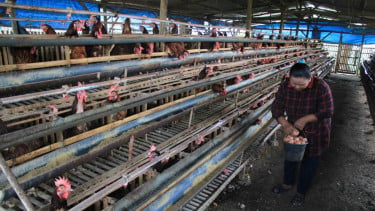 Ilustrasi peternak telur ayam