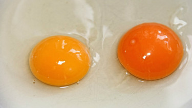 manfaat kuning telur.