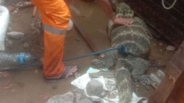 Biawak raksasa dikira komodo muncul di Tambora