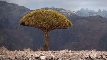 Pulau Socotra.