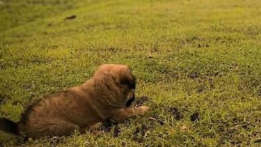 Ilustrasi anjing.