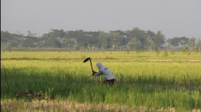 Ilustrasi Petani. Sumber: unsplash.com