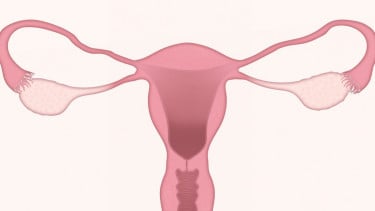 Ilustrasi uterus, rahim
