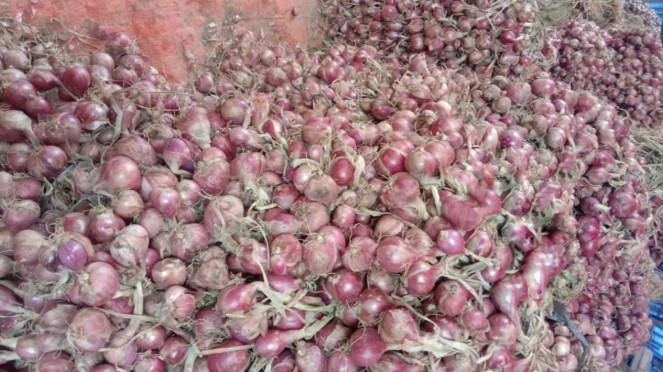 Panen bawang merah. 