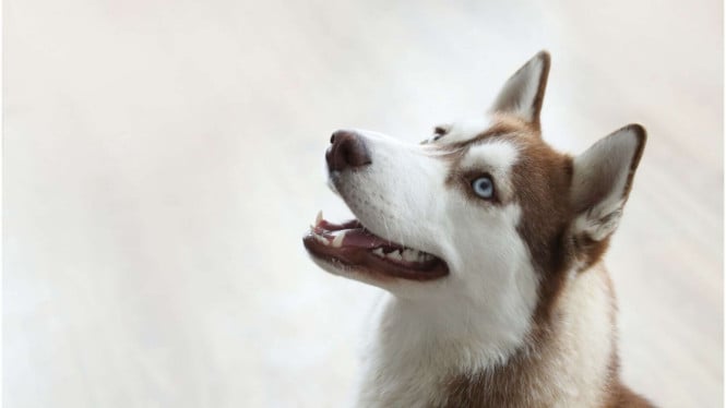 Ilustrasi anjing.