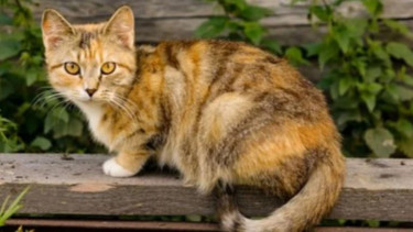 Ilustrasi kucing (foto/pixabay))