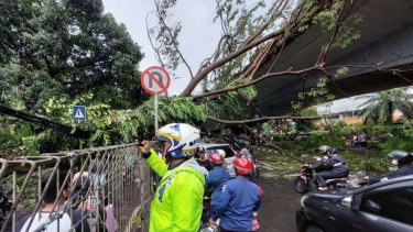 Pohon tumbang akibat hujan deras dan angin kencang di wilayah Jakarta Selatan. (Foto ilustrasi)