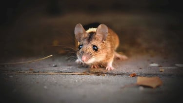 Ilustrasi tikus.