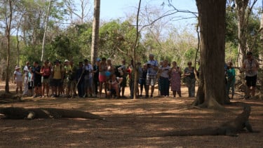 Wisatawan kunjungi Pulau Komodo