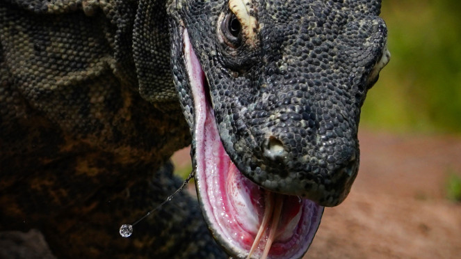 Komodo hasil jepretan Rendra Des Kurnia.