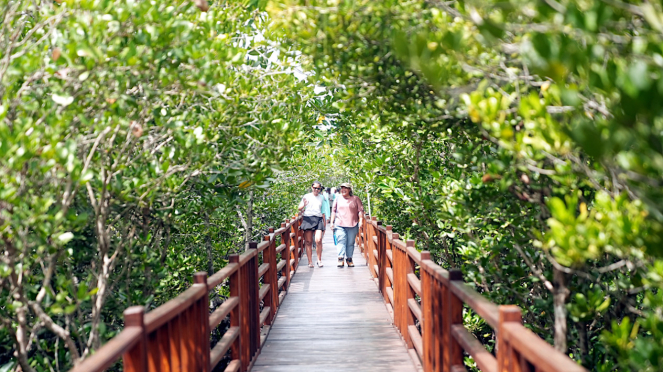 Hutan Mangrove Guraping di Halmahera, Maluku Utara