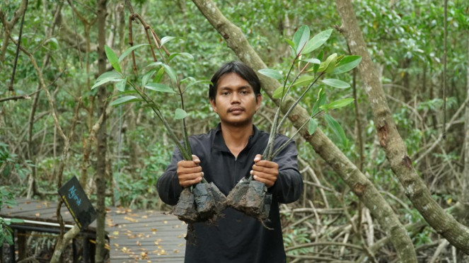 Menanam mangrove.