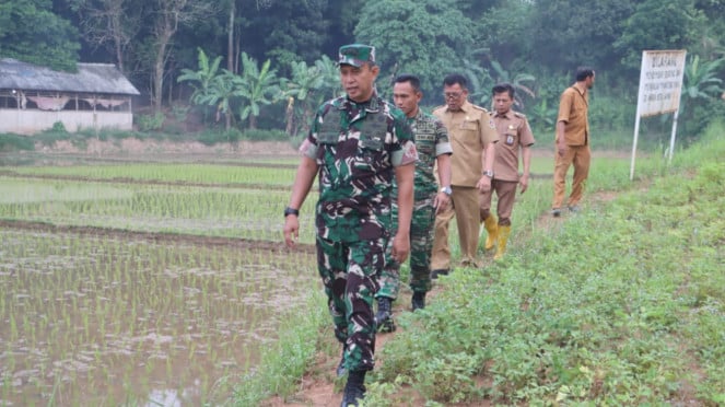 VIVA Militer: Mayjen TNI Ahmad Rizal Ramdhani dan Letkol Inf Ardiansyah di sawah