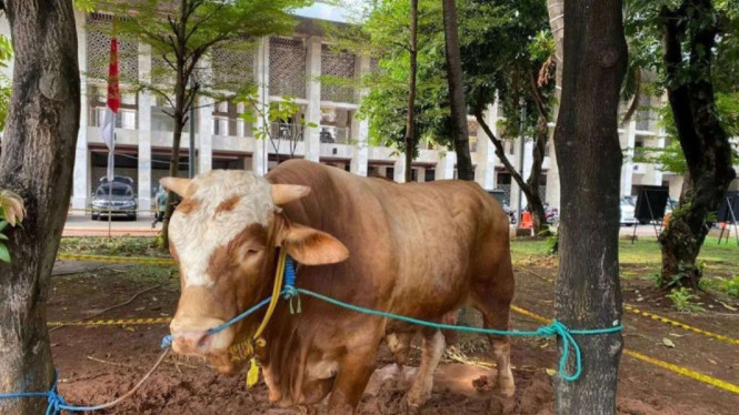 Sapi Kurban (ilustrasi)