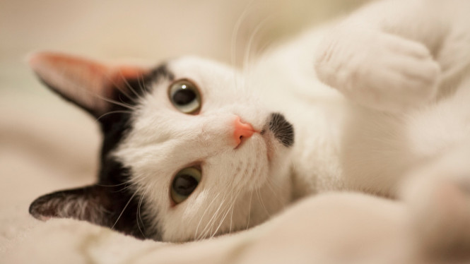 Ilustrasi kucing.