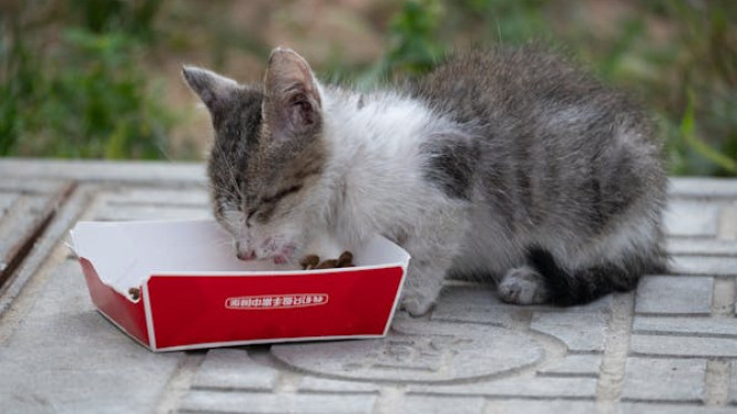 Makanan kucing.