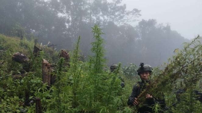 Satgas Pamtas RI-PNG Koops Swasembada menemukan ladang ganja di Papua