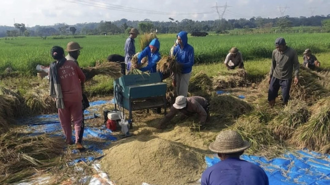 Penyerapan gabah dan beras terus dilakukan oleh BULOG meski suasana libur