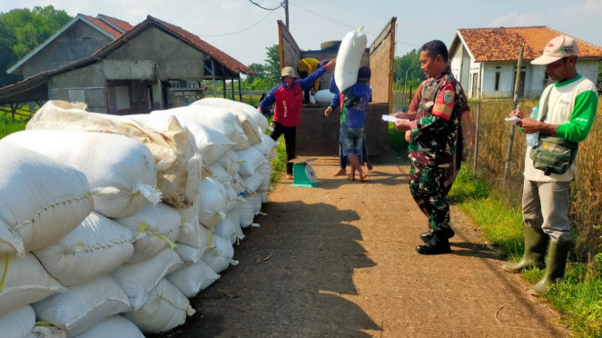 VIVA Militer: Prajurit Kodim Purwakarta dampingi Bulog borong gabah dan beras petani